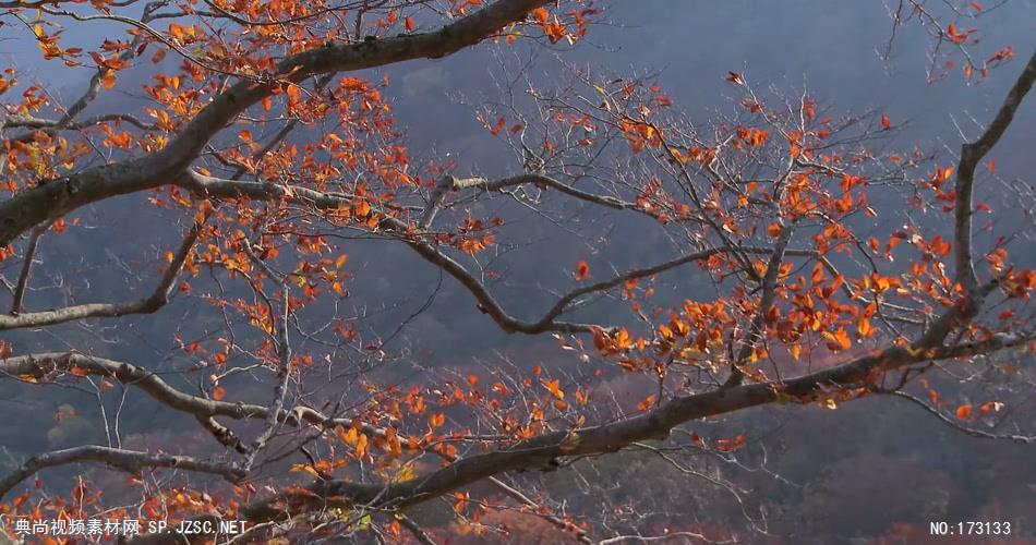树林树木秋天风景 AM053-22植物 视频下载