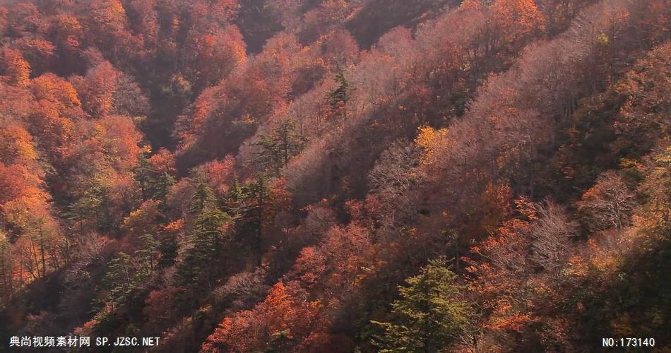 树林树木秋天风景 AM053-13植物 视频下载