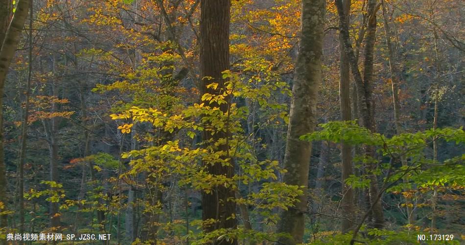 树林树木秋天风景 AM053-27植物 视频下载
