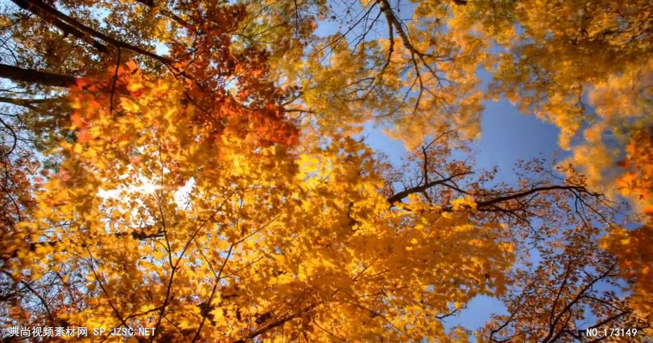 树林树木秋天风景 AM053-1植物 视频下载