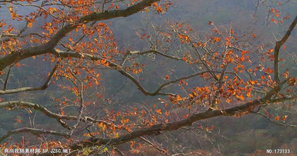 树林树木秋天风景 AM053-22植物 视频下载