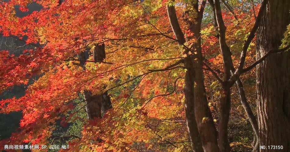树林树木秋天风景 AM053-2植物 视频下载
