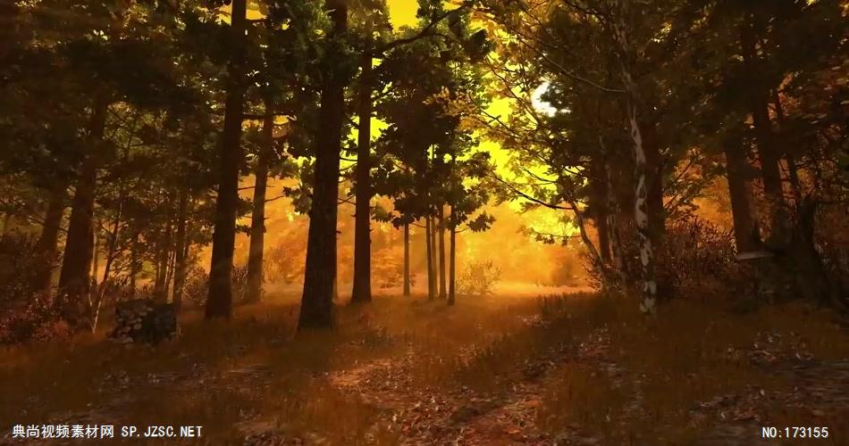 树林树木秋天风景 AM053-36植物 视频下载