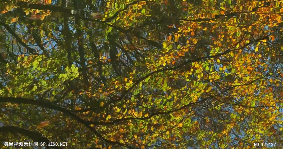 树林树木秋天风景 AM053-19(1)植物 视频下载