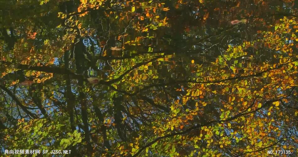 树林树木秋天风景 AM053-20植物 视频下载