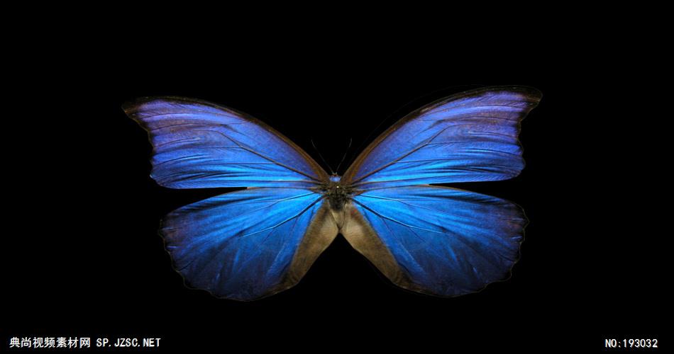 十三个漂亮缤纷的蝴蝶素材带通道2 视频素材下载