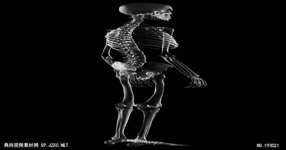 医学主题素材  Skeleton 视频素材下载