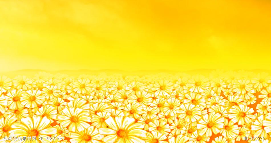 太阳花循环背景素材  SunflowerDazeHD 视频素材下载