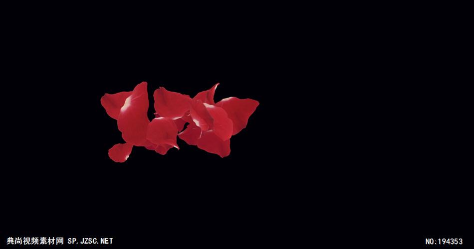 玫瑰花瓣主题素材    04Revealer 视频素材下载