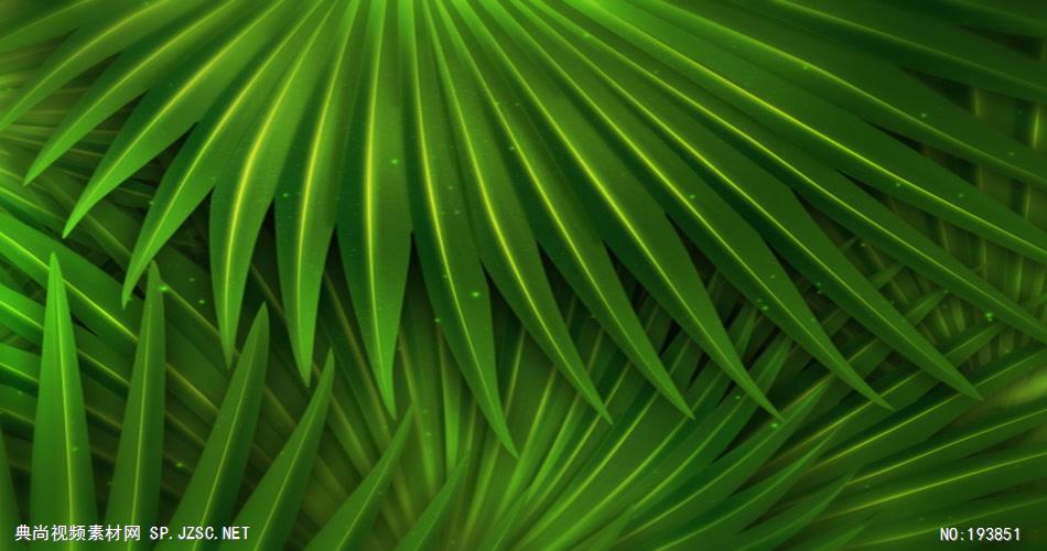 棕榈树叶循环素材-绿色环保  PalmPrivacySD 视频素材下载