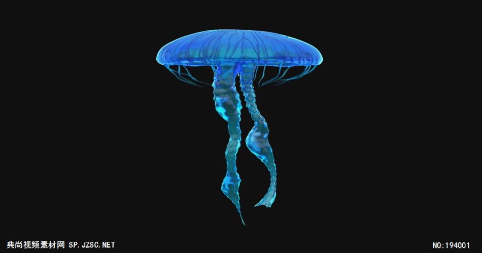 漂亮的水母动画 3JellyfishBlue2K_batch 视频素材下载