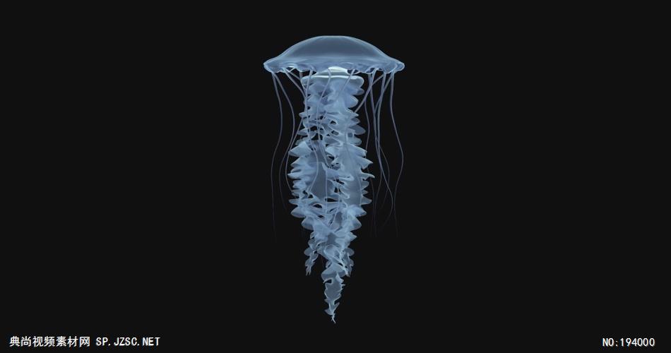 漂亮的水母动画 2Chrysaora2K_batch 视频素材下载
