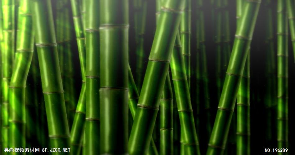 青葱的竹林素材 BambooJungleSD 视频素材下载