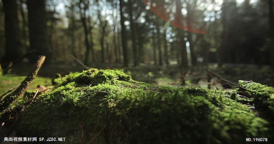 阳光洒落森林的素材mossforestsunstreaks_batch 视频