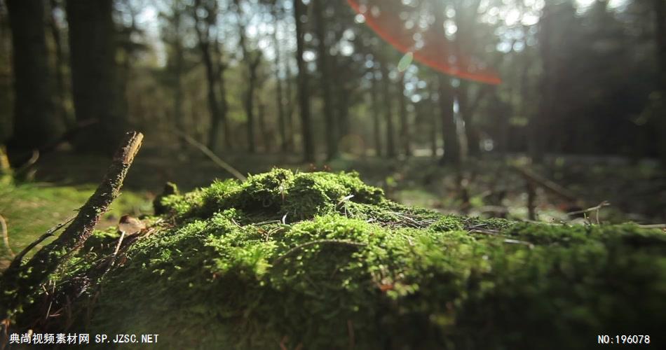 阳光洒落森林的素材mossforestsunstreaks_batch 视频素材下载