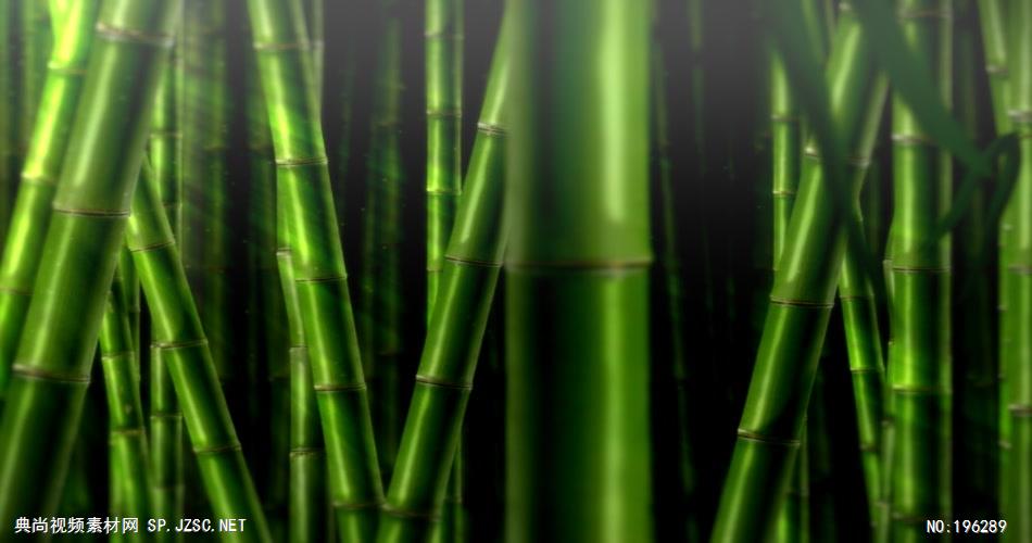 青葱的竹林素材 BambooJungleSD 视频素材下载