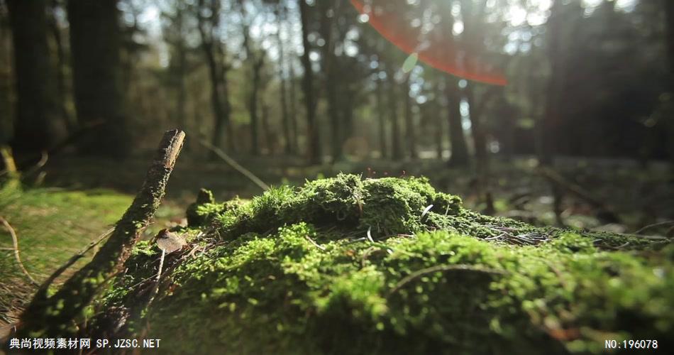 阳光洒落森林的素材mossforestsunstreaks_batch 视频素材下载