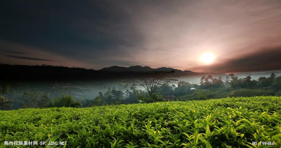 斯里兰卡茶业720P高清中国企业事业宣传片公司单位宣传片
