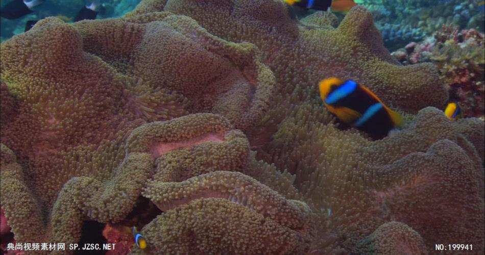 珊瑚海底3_batch中国高清实拍素材宣传片