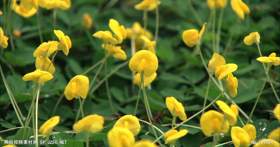 自然植物类绚丽花儿_batch中国高清实拍素材宣传片