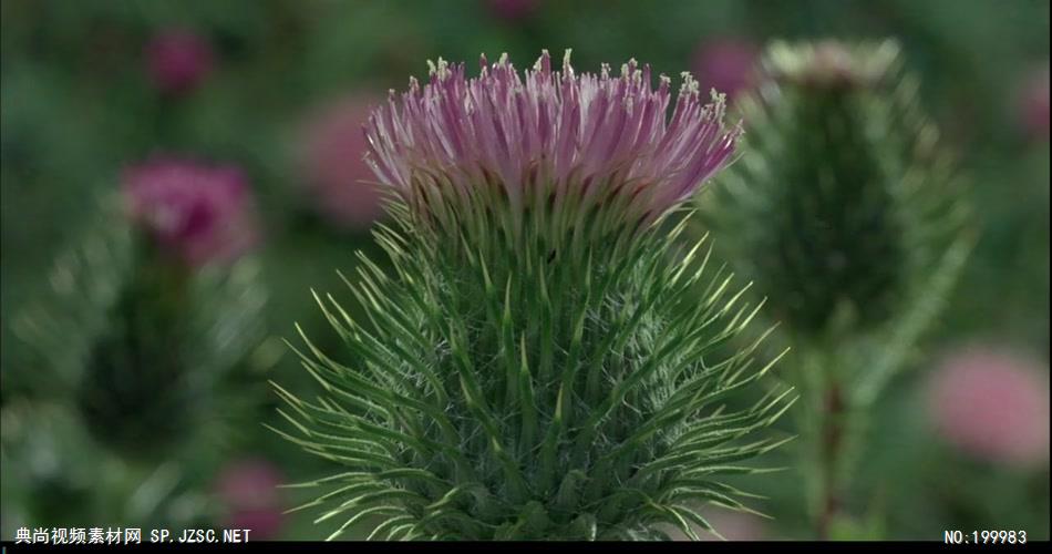 自然植物类植物生长和花开放_batch中国高清实拍素材宣传片