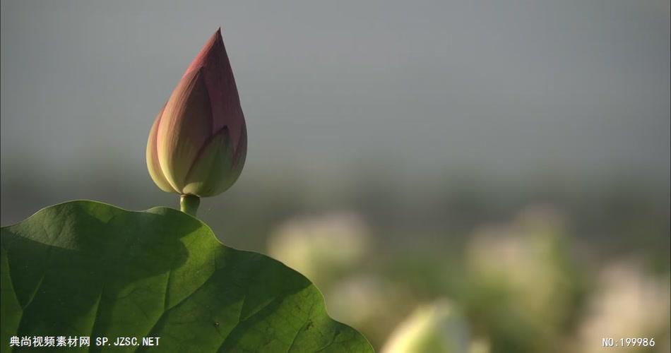 自然植物类荷花B_batch中国高清实拍素材宣传片