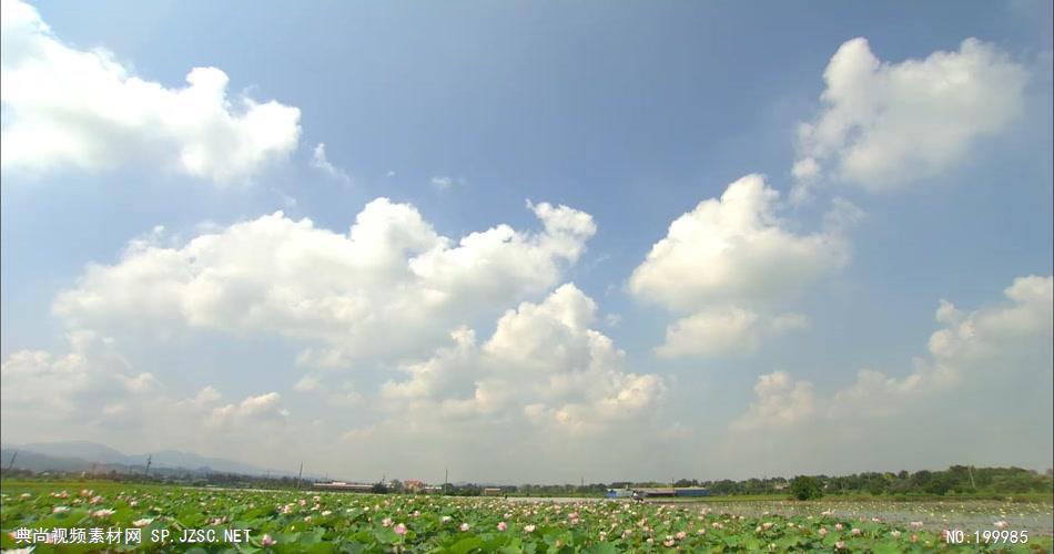 自然植物类荷花A_batch中国高清实拍素材宣传片