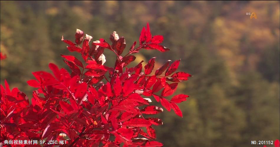 秋天红叶中国名胜风景标志性景点高清视频素材