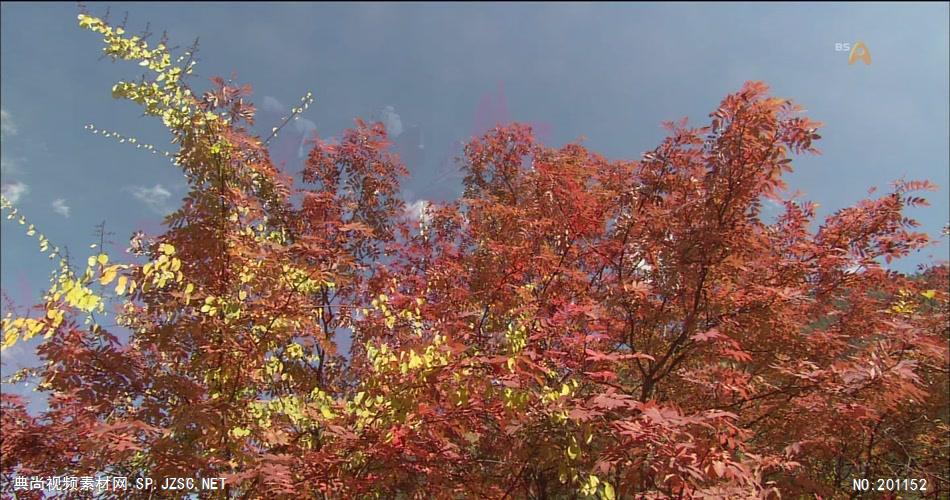 秋天红叶中国名胜风景标志性景点高清视频素材