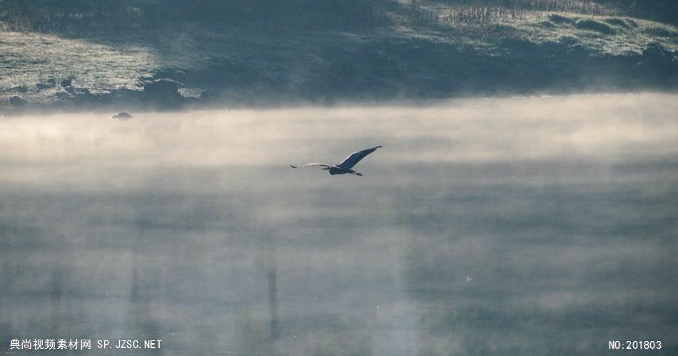 湖泊浓雾海鸥
