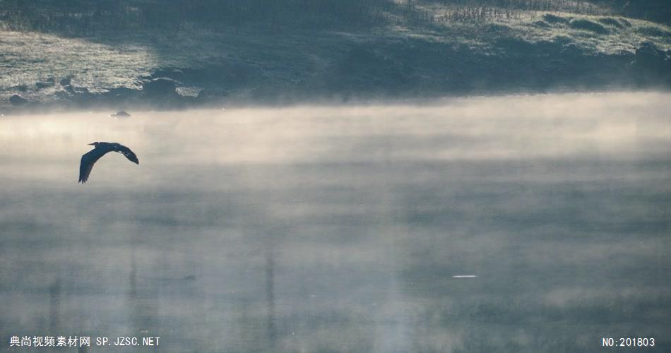 湖泊浓雾海鸥
