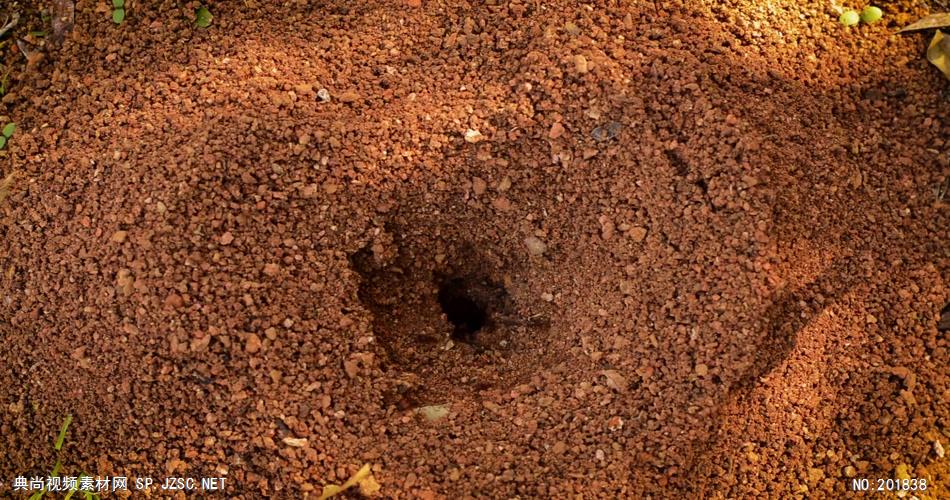 蚂蚁洞穴实拍