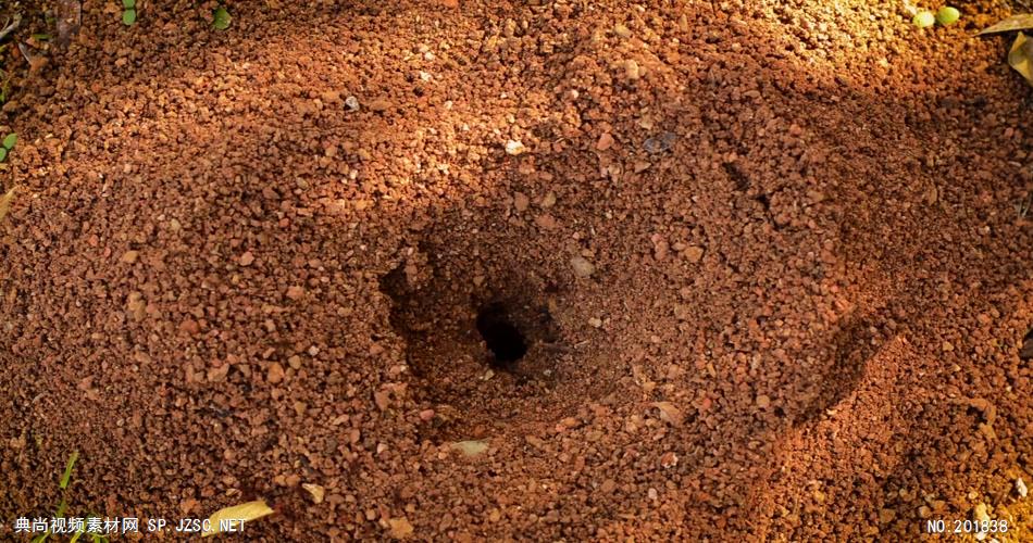 蚂蚁洞穴实拍