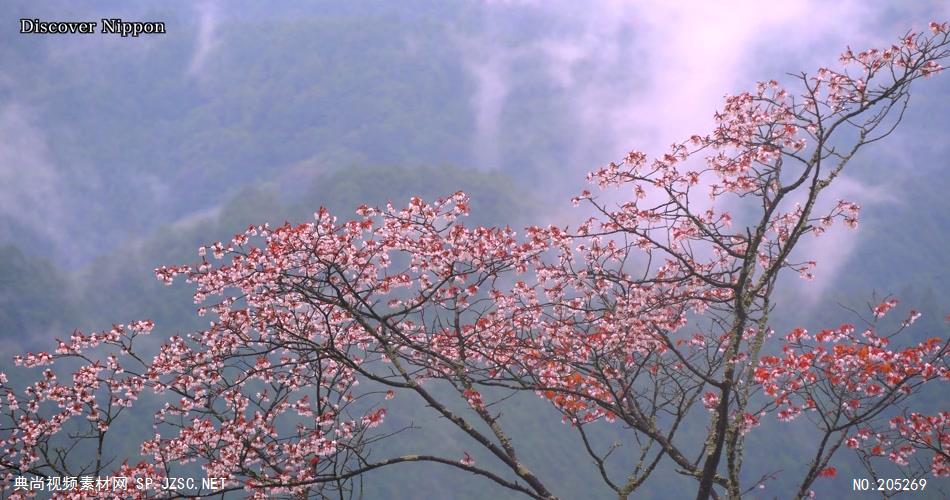 ［4K］ 吉野山仙境 4K片源 超高清实拍视频素材 自然风景山水花草树木瀑布超清素材