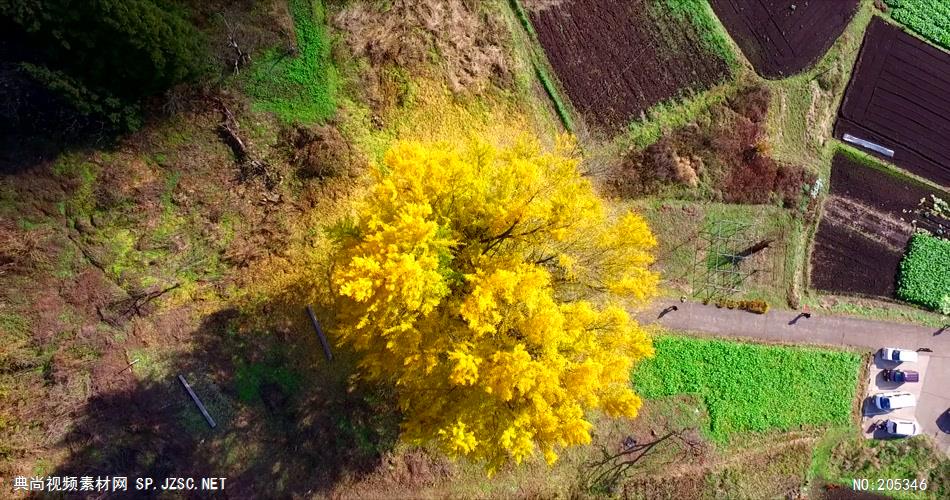 ［4K］ 深秋的黄金树叶 4K片源 超高清实拍视频素材 自然风景山水花草树木瀑布超清素材