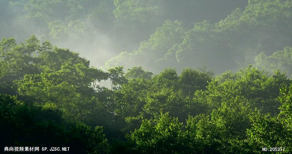 ［4K］ 夏季森林 4K片源 超高清实拍视频素材 自然风景山水花草树木瀑布超清素材