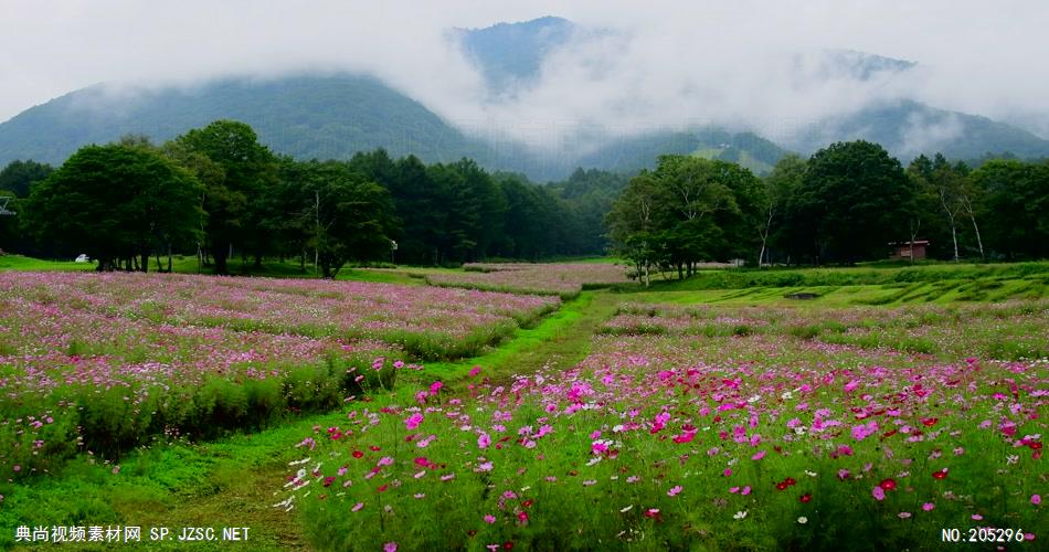 ［4K］ 草地上的小花 4K片源 超高清实拍视频素材 自然风景山水花草树木瀑布超清素材