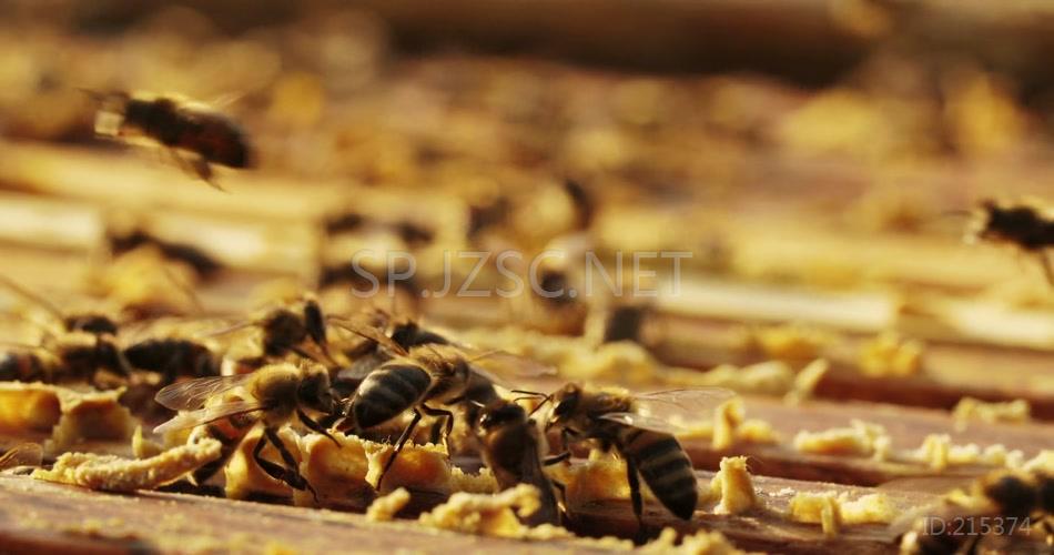 蜂房蜜蜂酿造蜂蜜特色农业养殖视频素材