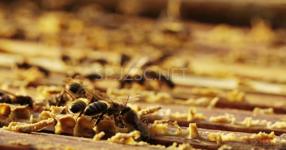 蜂房蜜蜂酿造蜂蜜特色农业养殖视频素材