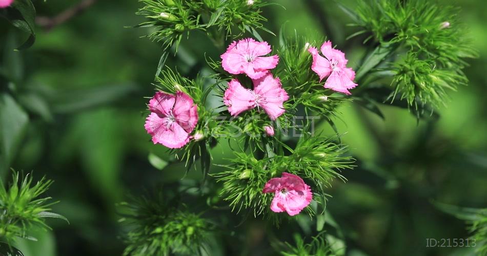石竹花鲜花美丽心情高清实拍视频素材