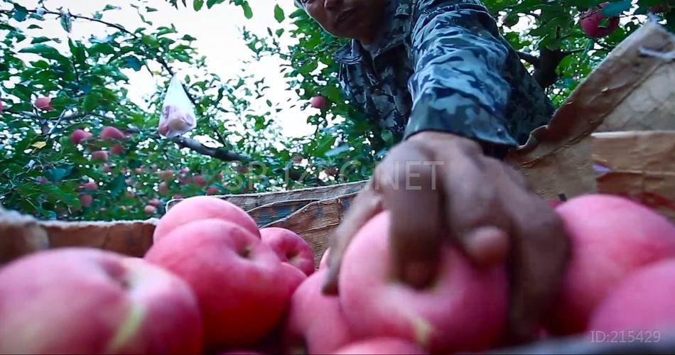 苹果丰收农业水果种植业视频