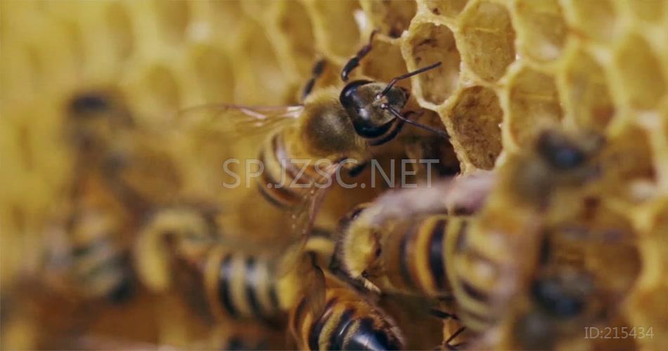 近景拍摄蜂蜜采蜜视频素材