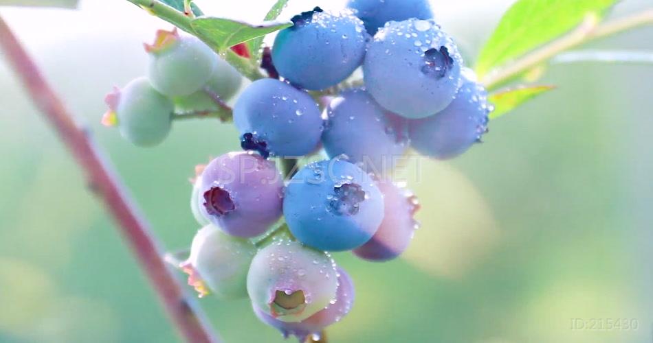 蓝莓基地蓝莓成熟了