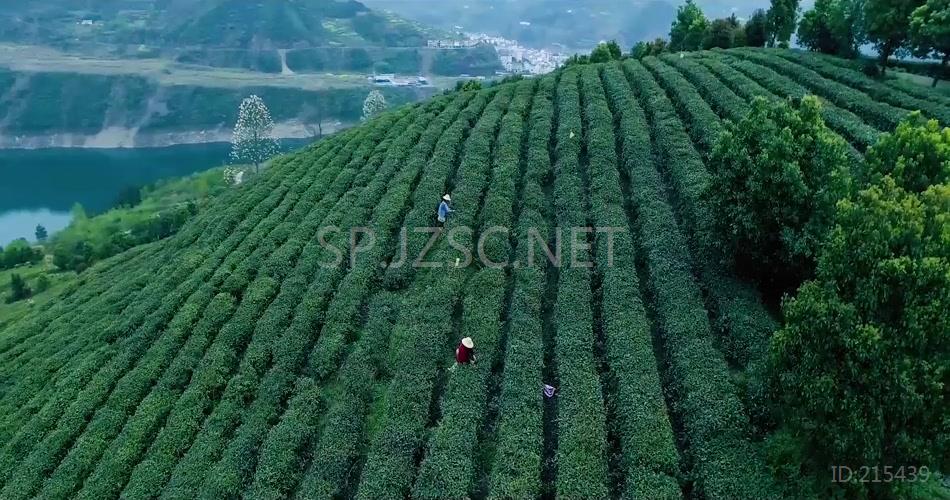 特写制茶工艺茶叶宣传片视频素材