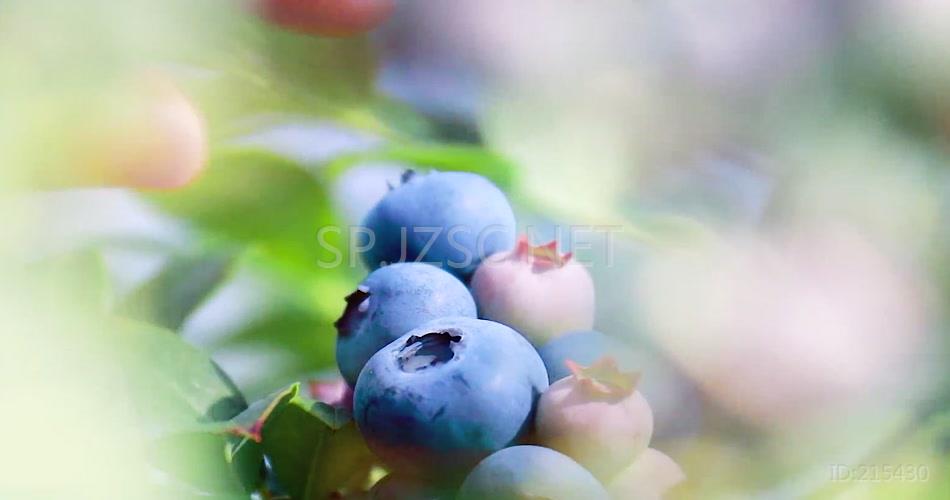 蓝莓基地蓝莓成熟了