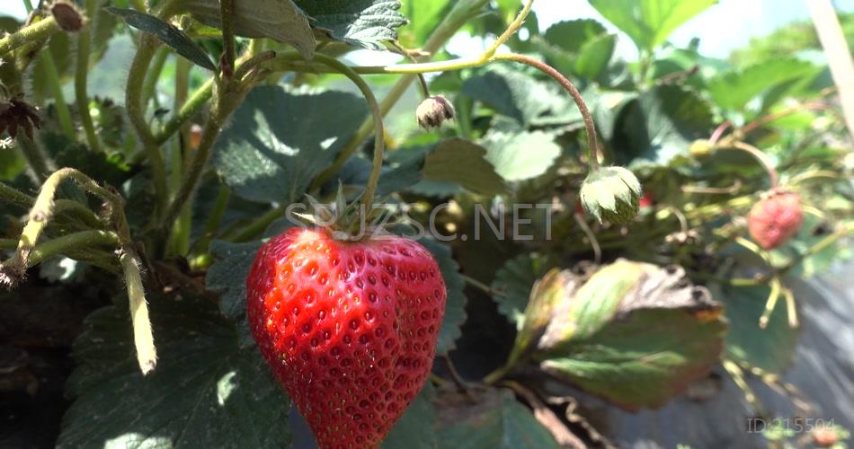 4K草莓草莓青果草莓果草莓花草莓叶