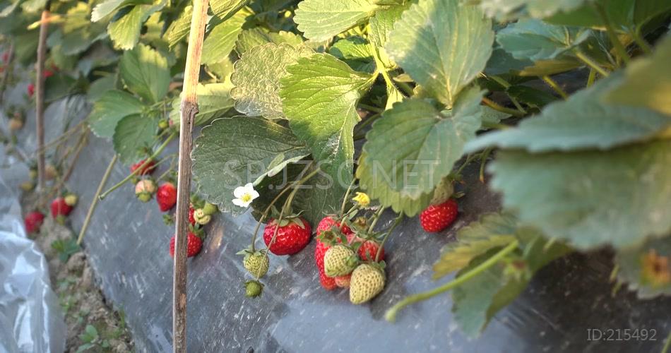 4k草莓园草莓田草莓果草莓花草莓叶青草莓红草莓 (1)