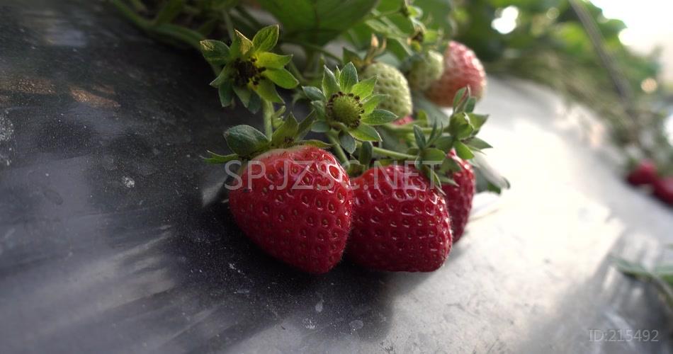4k草莓园草莓田草莓果草莓花草莓叶青草莓红草莓 (1)