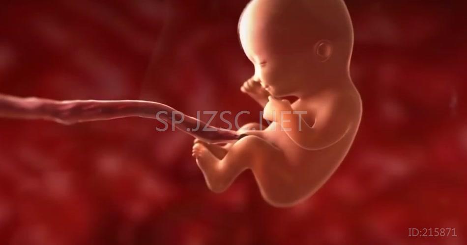 怀孕过程和胎儿发育动画视频