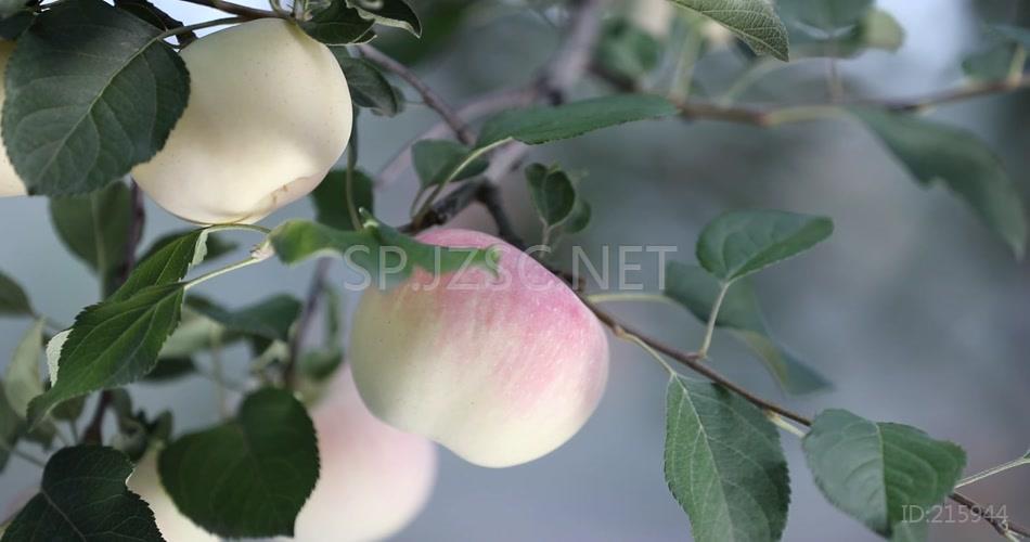 鲜美营养农家苹果园景色实拍背景视频